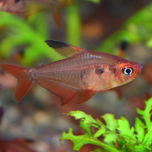 レッドファントムテトラ ワイルド個体 1匹 熱帯魚 熱帯魚 エビ カラシン テトラ 熱帯魚 海水魚 通販ショップ アクアライズ レッドファントムテトラ ワイルド個体 1匹 熱帯魚 熱帯魚 エビ カラシン テトラ 熱帯魚 海水魚 通販ショップ アクアライズ