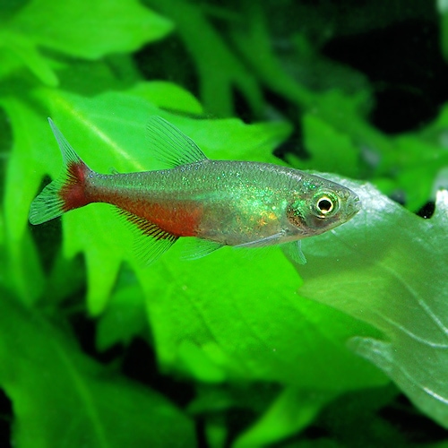 グリーンファイヤーテトラ 1匹 熱帯魚 熱帯魚 エビ カラシン テトラ 熱帯魚 海水魚 通販ショップ アクアライズ グリーンファイヤーテトラ 1匹 熱帯魚 熱帯魚 エビ カラシン テトラ 熱帯魚 海水魚 通販ショップ アクアライズ