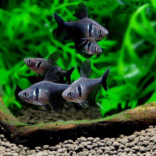 ブラックファントムテトラ ４匹 1匹プレゼント 合計5匹 熱帯魚 熱帯魚 エビ カラシン テトラ 熱帯魚 海水魚 通販ショップ アクアライズ