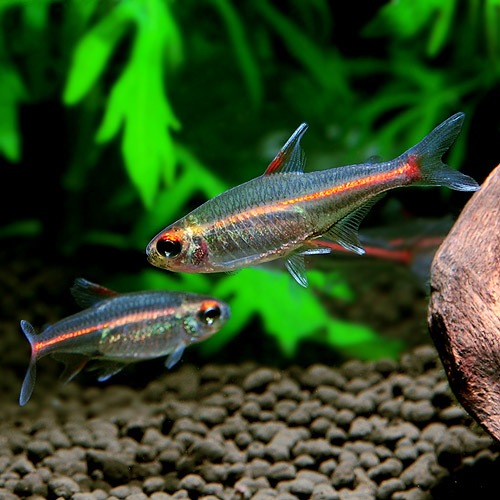 グローライトテトラ M Lサイズ 1匹 熱帯魚 熱帯魚 エビ カラシン テトラ 熱帯魚 海水魚 通販ショップ アクアライズ