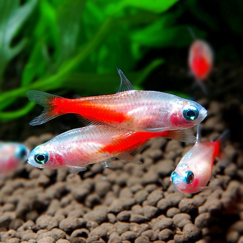 ゴールデンダイヤモンドヘッド ネオンテトラ 1匹 熱帯魚 熱帯魚 エビ カラシン テトラ 熱帯魚 海水魚 通販ショップ アクアライズ