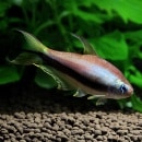 ����ڥ顼�ƥȥ顡���10ɤ��8ɤ��2ɤ�����ӥ��ˡ���Ǯ�ӵ���