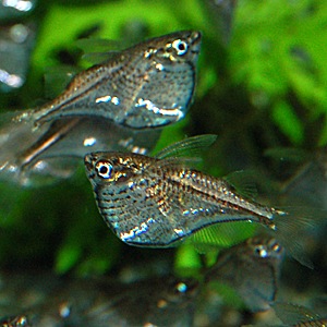 銀製熱帯魚 マーサハチェット 1匹 (熱帯魚) | 熱帯魚・エビ,カラシン（テトラ