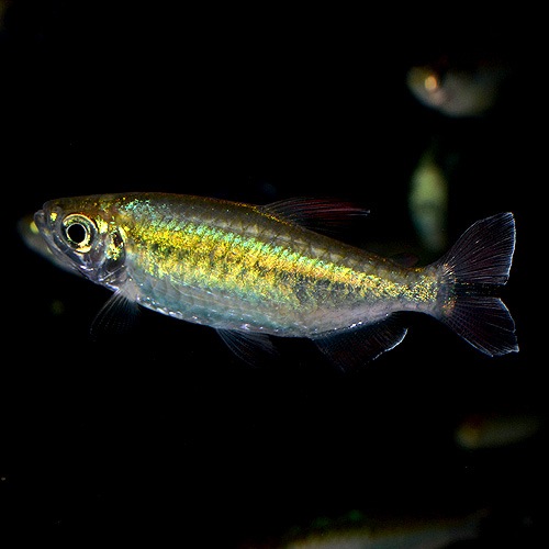 コンゴ・テトラ (ワイルド個体) 5匹 (熱帯魚) | 熱帯魚・エビ,カラシン