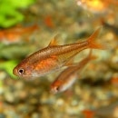 åɥƥȥʥ֥꡼ɡˡ1ɤ(Ǯӵ)