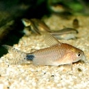 Co.ݥ졡ʥ磻ɡˡ(Ǯӵ)