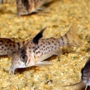 Co.쥦饹ʥ磻ɸΡ1ɤ(Ǯӵ)