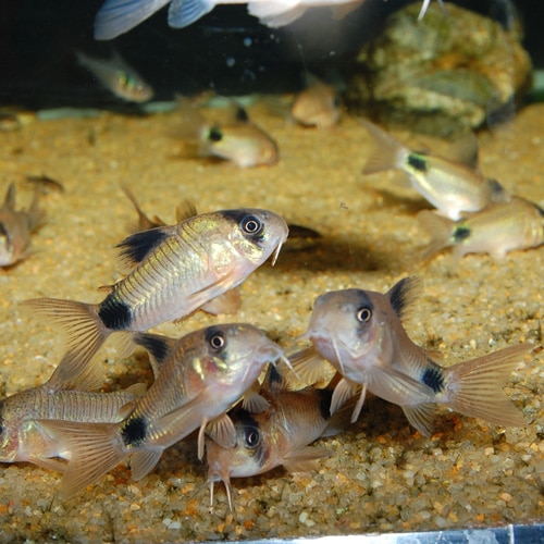 Co パンダ ワイルド個体 3匹 熱帯魚 熱帯魚 エビ コリドラス 熱帯魚 海水魚 通販ショップ アクアライズ