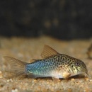 Co.ߥꥹʥ֥꡼ɸΡ(Ǯӵ)