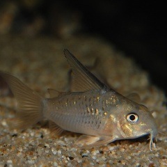 Co.�ϥ��ե��󥢥�ޡ�������������ӥ��ʥ磻��ɸ��Ρ�(Ǯ�ӵ�)