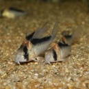 Co.ɥե(ǥץꥫ쥦)ʥ֥꡼ɸΡ5ɤ)(Ǯӵ)