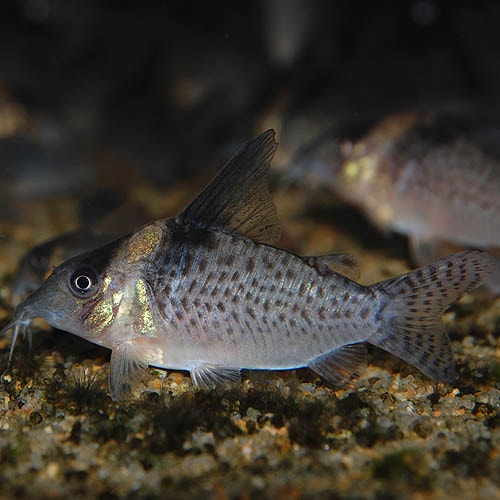 Co.デルファクス（ワイルド個体）(熱帯魚) | 熱帯魚・エビ,コリドラス