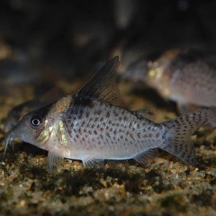 Co.�ǥ�ե������ʥ磻��ɸ��Ρ�(Ǯ�ӵ�)