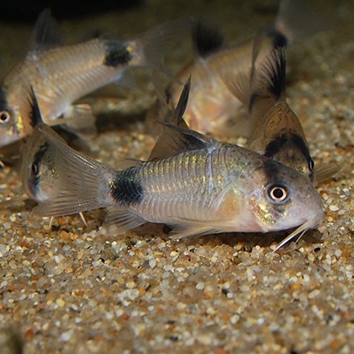 Co パンダ ワイルド個体 熱帯魚 熱帯魚 エビ コリドラス 熱帯魚 海水魚 通販ショップ アクアライズ