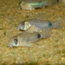 Co.ƥʥ磻ɸΡ(Ǯӵ)