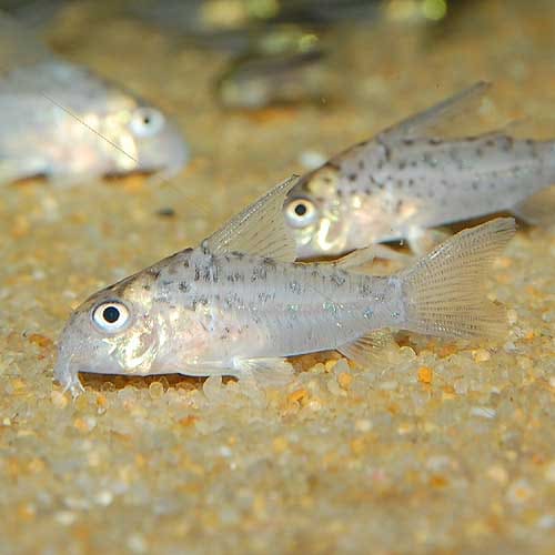 エ熱帯魚 Co.ロレトエンシス （ワイルド個体）(熱帯魚) | 熱帯魚・エビ