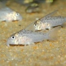 Co.ȥ󥷥ʥ磻ɸΡ(Ǯӵ)