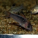 Co.쥬󥹡ʥ磻ɡˡǮӵ