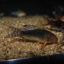 Co.åʥ֥꡼ɸΡˣɤǮӵ