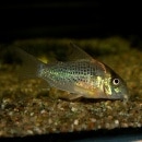 Co.SN륤ʥ磻ɡˡǮӵ