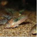 Co.MIXʥͥ3ɤѥ쥢3ɤӥΥͥ3ɤ˹9ɤǮӵ