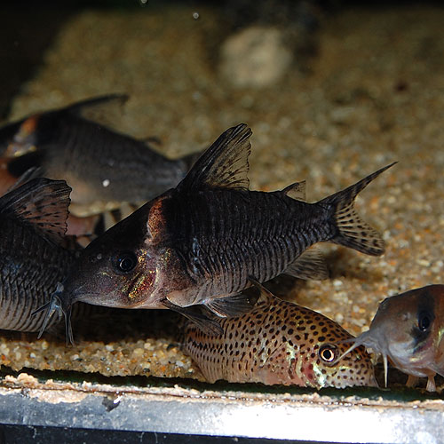 Co ジュタイ ワイルド 熱帯魚 熱帯魚 エビ コリドラス 熱帯魚 海水魚 通販ショップ アクアライズ