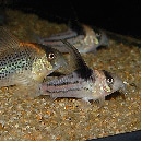 Co.쥢ʥ֥꡼ɸΡˡǮӵ