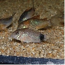 Co.ǥޥ顼ʥ֥꡼ɡˡǮӵ