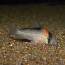 Co.ɥեʥ磻ɡˡǮӵ