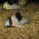 Co.SNѡӥʥ磻ɸΡˡǮӵ