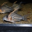 Co.ȥ饷ĥʥ磻ɡˡǮӵ