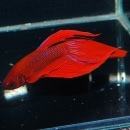 �ȥ�ǥ�����ʥ�٥�������(Ǯ�ӵ�)