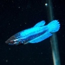 �٥����᥹(Ǯ�ӵ�)