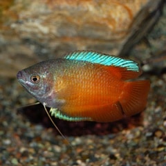 ����󥸥ɥ�ե���ߡ����ڥ�(Ǯ�ӵ�)