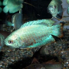 ���Х�ȥɥ�ե���ߡ����ڥ�(Ǯ�ӵ�)