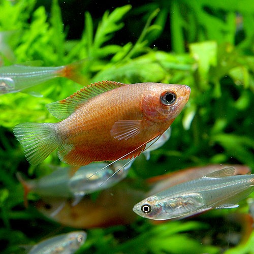 レッド グラミー 3匹 熱帯魚 熱帯魚 エビ ベタ グラミー 熱帯魚 海水魚 通販ショップ アクアライズ