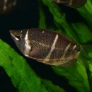 祳졼ȥߡ1ɤ (Ǯӵ)