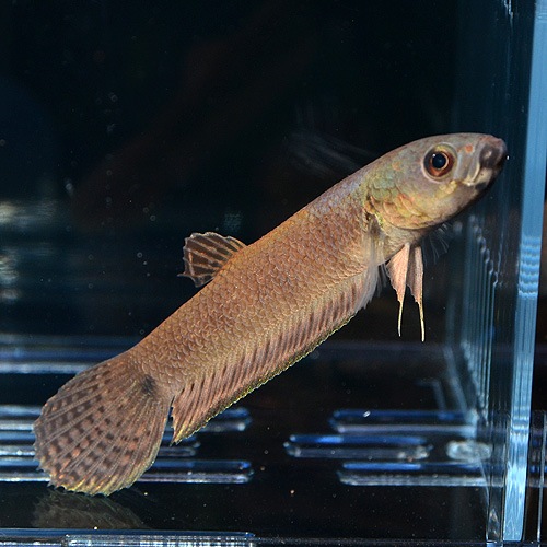ベタ ユニマクラータ マリナウ産 1 Pr 2518f 熱帯魚 熱帯魚 エビ ベタ グラミー 熱帯魚 海水魚 通販ショップ アクアライズ