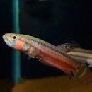 �٥����ޥ������ȥޡ���Marudi���ɡ�1pr��(Ǯ�ӵ�)