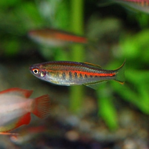 ポケットグリッター 熱帯魚 chanet_17130