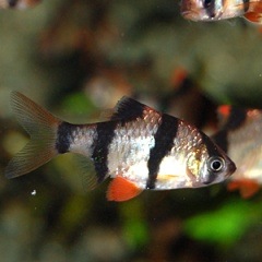 スマトラ 合計５匹 4匹 1匹サービス 熱帯魚 熱帯魚 エビ ラスボラ 他小型魚 熱帯魚 海水魚 通販ショップ アクアライズ