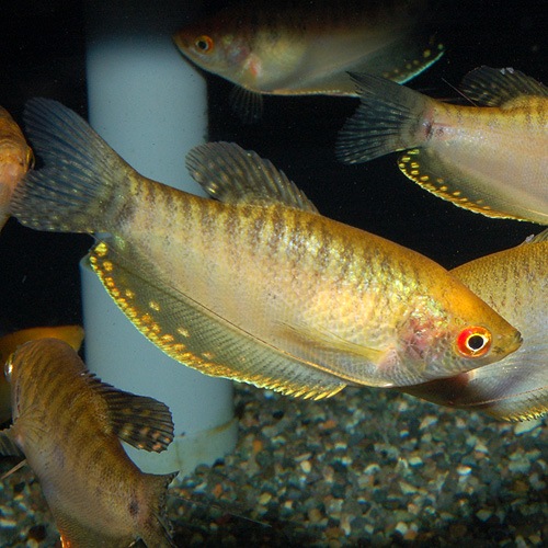 ゴールデングラミー M Lサイズ 1匹 熱帯魚 熱帯魚 エビ ベタ グラミー 熱帯魚 海水魚 通販ショップ アクアライズ