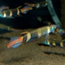 ���塼�ɥ��ԥץ�ƥ��������˥�쥤������L��������5ɤ��(Ǯ�ӵ�)