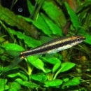 �������ߡ������ե饤�󥰥ե��å��������5ɤ��4ɤ��1ɤ�����ӥ��ˡ�(Ǯ�ӵ�)