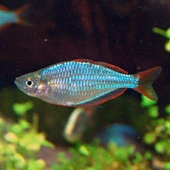 ネオンドワーフレインボー 合計10匹 8匹 2匹サービス 熱帯魚 熱帯魚 エビ ラスボラ 他小型魚 熱帯魚 海水魚 通販ショップ アクアライズ