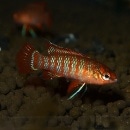 ��������åȥ����ࡡ���3ɤ����2ɤ��1ɤ�����ӥ��ˡ�(Ǯ�ӵ�)