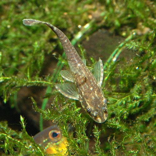 オトシン ネグロ 合計5匹 4匹 1匹サービス 熱帯魚 熱帯魚 エビ ラスボラ 他小型魚 熱帯魚 海水魚 通販ショップ アクアライズ