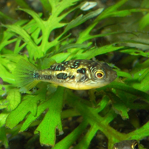 アベニーパファー 3匹 熱帯魚 熱帯魚 エビ ラスボラ 他小型魚 熱帯魚 海水魚 通販ショップ アクアライズ