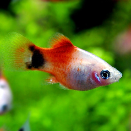 レッドトップホワイトミッキーマウスプラティー ｍサイズ ５匹 １匹プレゼント 合計６匹 熱帯魚 熱帯魚 エビ ラスボラ 他小型魚 熱帯魚 海水魚 通販ショップ アクアライズ