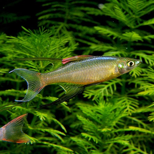 ニューギニアレインボー １匹 熱帯魚 熱帯魚 エビ ラスボラ 他小型魚 熱帯魚 海水魚 通販ショップ アクアライズ